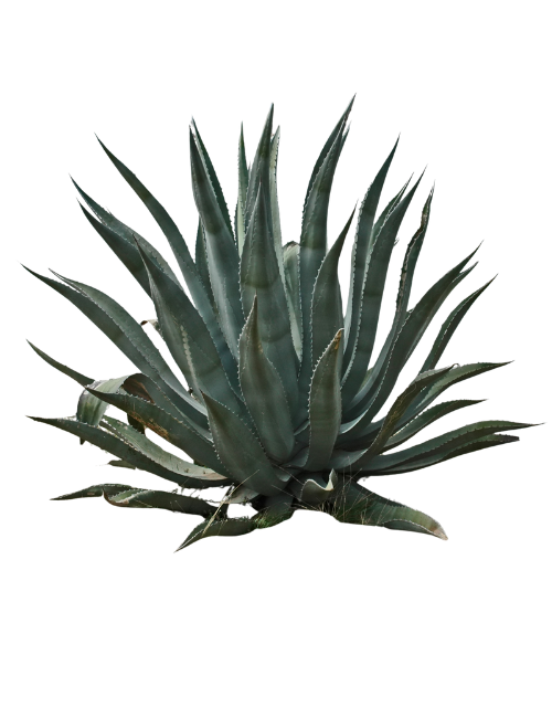 botella de tequila