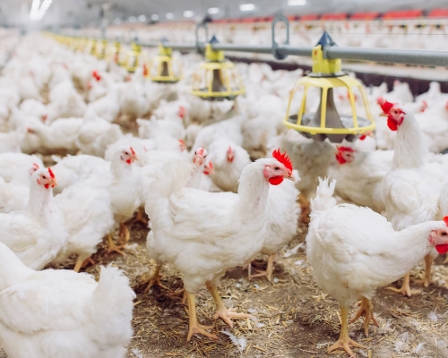 aves gallinas
