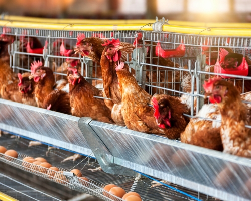 gallinas