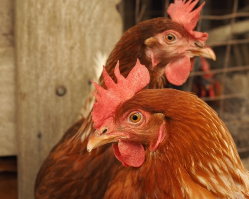 gallina de postura