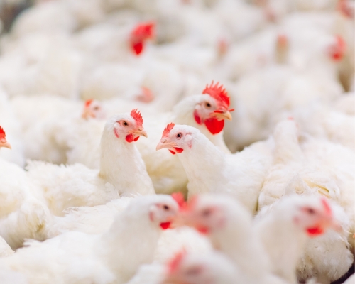 gallinas