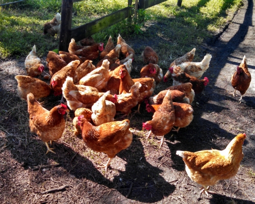 gallina de postura