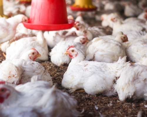 Gallina de engorda