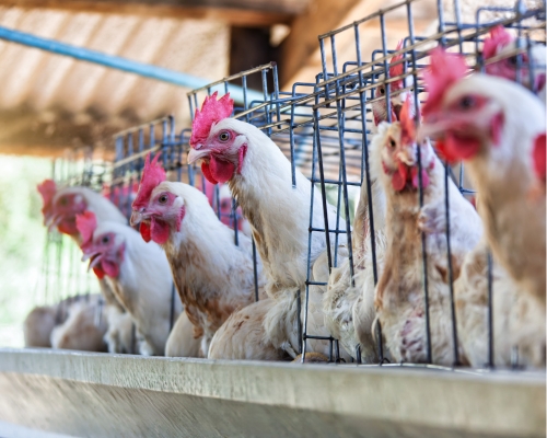Gallina de postura enjaluada