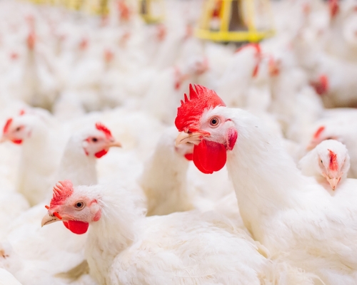 gallina de engorda