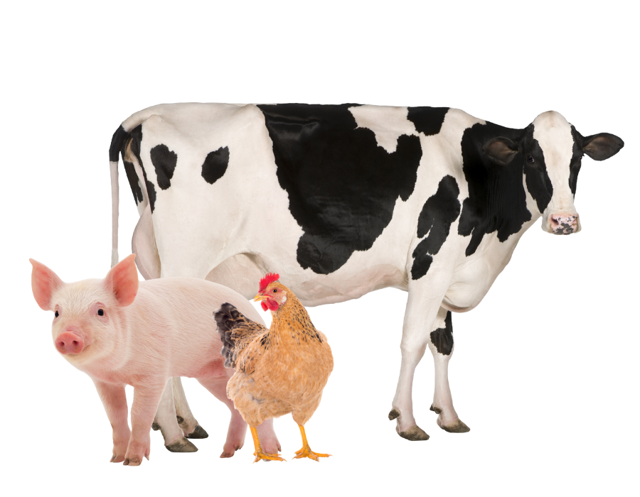 vaca, cerdo y gallina