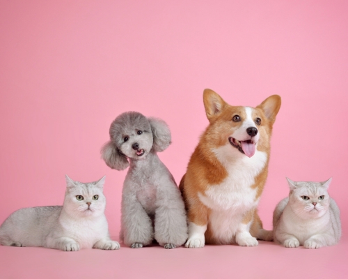 perros y gatos