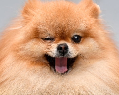 perro feliz