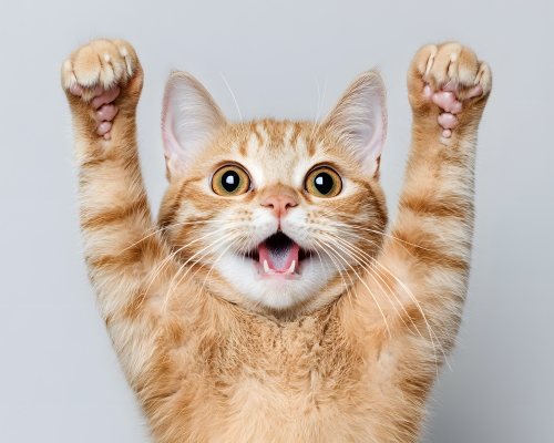 gato