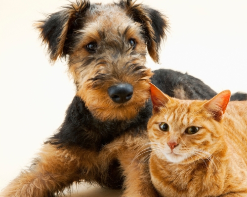 perro y gato