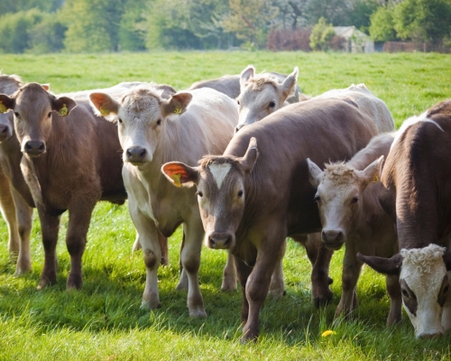 vacas en pastura