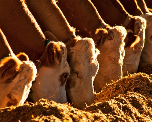 vacas comiendo