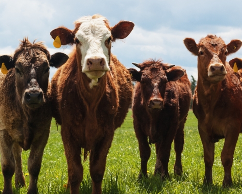 vacas